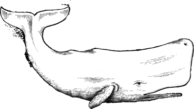 whale